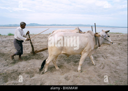 Farmer ploughing field, Bagan (Pagan), Mandalay Division, Myanmar (Birmanie), l'Asie Banque D'Images