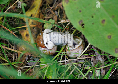 Helix pomatia noms communs l'escargot de Bourgogne escargot romain ou escargots escargot est une espèce de grande respiration aérienne comestibles Banque D'Images