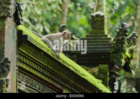 Singe (Macaca fascicularis) à Dalem Agung Padangtegal temple sacré de la forêt des singes d'Ubud, Bali, Indonésie Banque D'Images