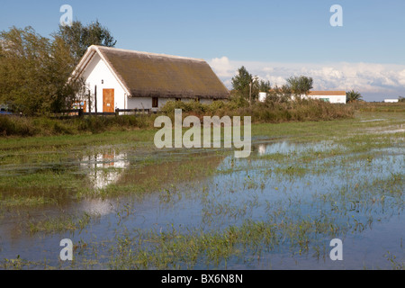 Illa de Sant Antoni, Parc Naturel du Delta de l'Ebre, Tarragona, Espagne Banque D'Images