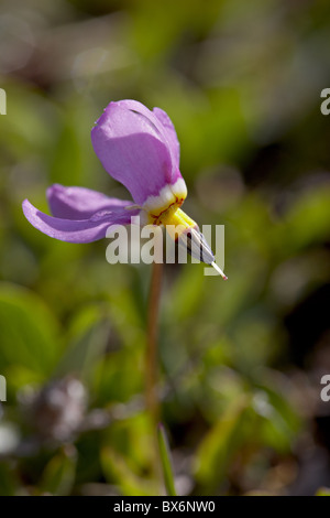 Shooting Star (Dodecatheon alpin alpinum), forêt nationale de Shoshone, Wyoming, États-Unis d'Amérique, Amérique du Nord Banque D'Images