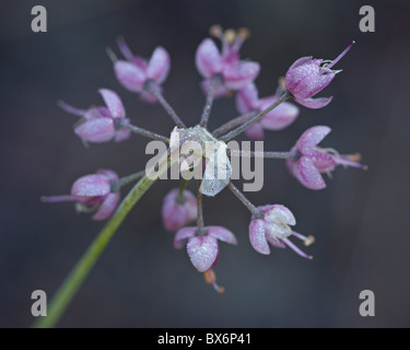 Un signe de l'oignon (Allium cernuum), Glacier National Park, Montana, États-Unis d'Amérique, Amérique du Nord Banque D'Images