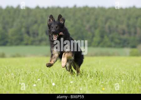 Deutscher Schäferhund, German Sheperd Banque D'Images