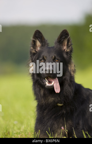 Deutscher Schäferhund, German Sheperd Banque D'Images