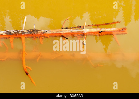 Détail de l'arbre tombé dans les pots de peinture à la piscine, le Parc National de Kootenay, Colombie-Britannique, Canada Banque D'Images