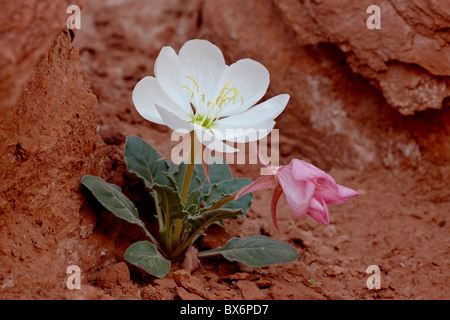 Dwarf evening-primrose, Arches National Park, Utah, USA Banque D'Images