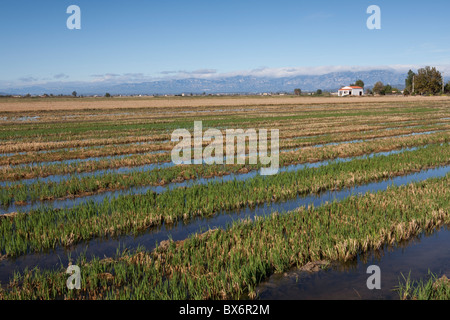 Autour de Nantes, Parc Naturel du Delta de l'Ebre, Tarragona, Espagne Banque D'Images