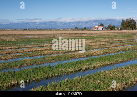 Autour de Nantes, Parc Naturel du Delta de l'Ebre, Tarragona, Espagne Banque D'Images