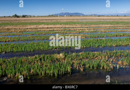 Autour de Nantes, Parc Naturel du Delta de l'Ebre, Tarragona, Espagne Banque D'Images