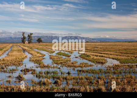 Autour de Nantes, Parc Naturel du Delta de l'Ebre, Tarragona, Espagne Banque D'Images