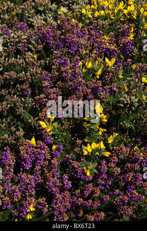 Prairie de violet et jaune heather et balais, Bretagne, France. Banque D'Images