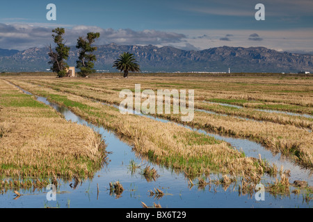 Autour de Nantes, Parc Naturel du Delta de l'Ebre, Tarragona, Espagne Banque D'Images