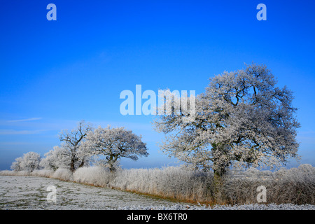 Givre sur les arbres de Galles UK United Kingdom Europe Banque D'Images