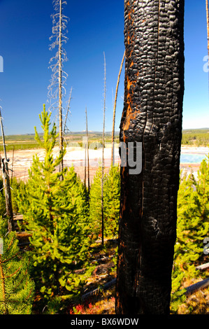 La régénération des forêts, le Parc National de Yellowstone, Wyoming, USA Banque D'Images