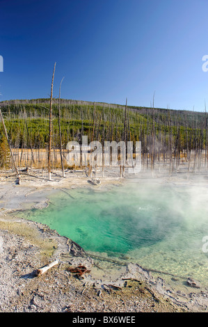 SpriNorris citerne Geyser Basin, Parc National de Yellowstone, Wyoming, USA Banque D'Images