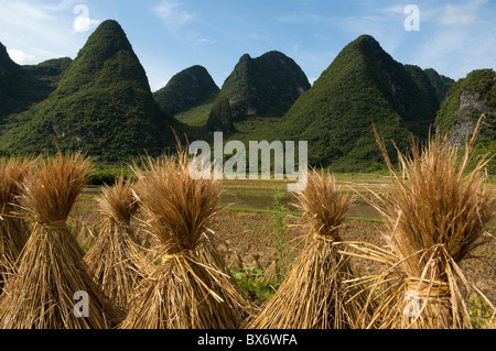 Des paquets de séchage du riz dans une rizière avec pics calcaires derrière dans le comté de Yangshuo, Province du Guangxi, Chine. Banque D'Images