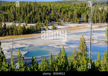 Norris Geyser Basin, Parc National de Yellowstone, Wyoming, USA Banque D'Images