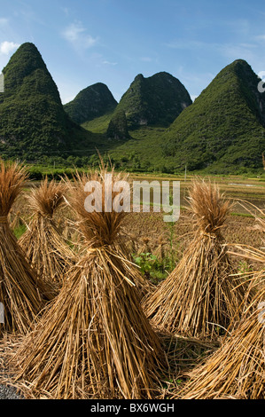 Bundles riz sécher dans Yangshuo, Guangxi, Chine. Banque D'Images