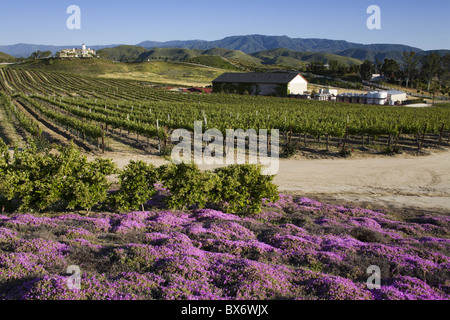 Leonesse Winery, Temecula, Californie, États-Unis d'Amérique, Amérique du Nord Banque D'Images