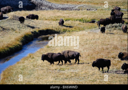 Bison (Bison bison), le Parc National de Yellowstone, Wyoming, USA Banque D'Images