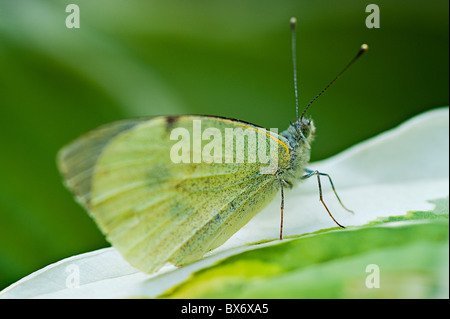 Gros plan d'une macro d'un beau mâle papillon blanc veiné vert assis sur une feuille verte dans un jardin anglais Banque D'Images