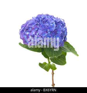 Un bleu-mauve hortensia flowerhead Banque D'Images