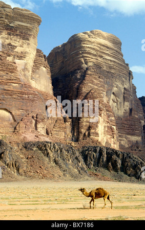 Chameau dans le désert de Wadi Rum, Jordanie. Banque D'Images