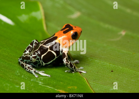 À tête rouge poison dart frog, Ranitomeya fantastica Banque D'Images