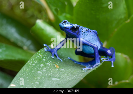 Blue Poison Dart Frog, Dendrobates tinctorius azureus Banque D'Images