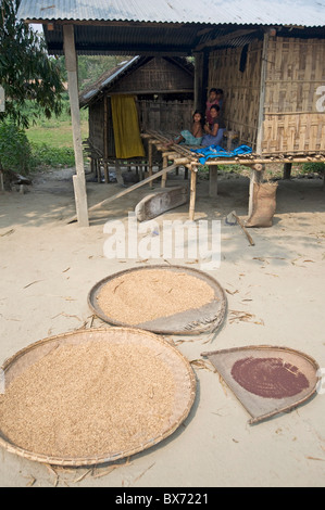 Grain de poivre et le séchage au soleil en face de Mishing tribal house, l'île de Majuli, dans l'Assam, Inde, Asie Banque D'Images