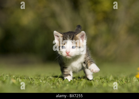 Katze, Kaetzchen gehend auf Wiese, Cat, kitten walking on a meadow Banque D'Images