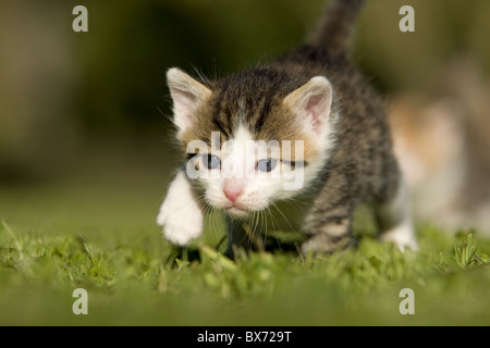 Katze, Kaetzchen gehend auf Wiese, Cat, kitten walking on a meadow Banque D'Images