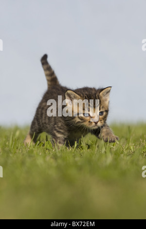 Katze, Kaetzchen gehend auf Wiese, Cat, kitten walking on a meadow Banque D'Images