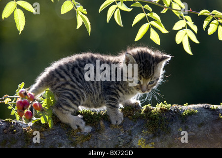 Chaton sur une branche dans l'arrière-light Banque D'Images