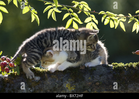 Chaton sur une branche dans l'arrière-light Banque D'Images