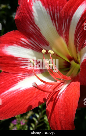 Amaryllis Fleurs Minerva prises à Addis Ababa, Ethiopie Banque D'Images