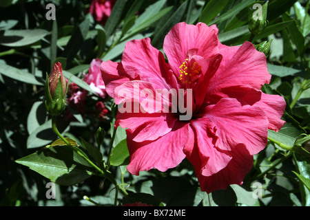 Fleur d'Hibiscus Rose Cerise prises dans Ziway, Ethiopie Banque D'Images