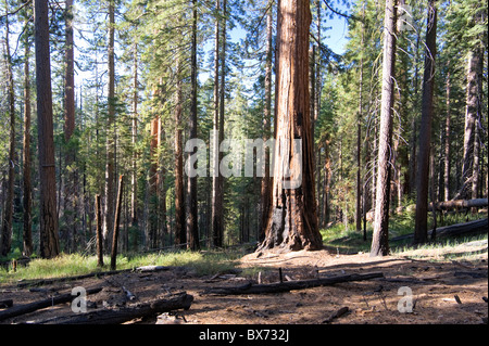 États-unis, Californie, Yosemite National Park, Mariposa Grove, Séquoias Géants Banque D'Images