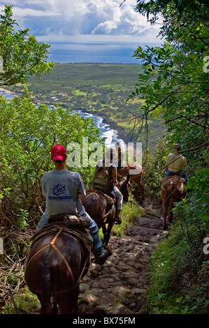 Molokai Mule Ride tour de parc historique national ; Kalaupapa Molokai, Hawaï. Banque D'Images