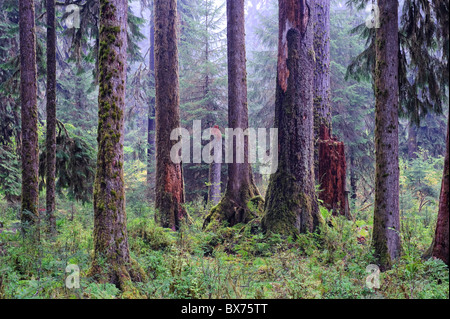 USA, Washington, Olympic National Park, Hoh Rainforest Banque D'Images
