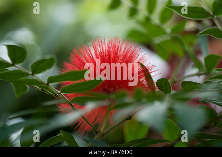 Calliandra haematocephala- Powder Puff fleur rouge Banque D'Images