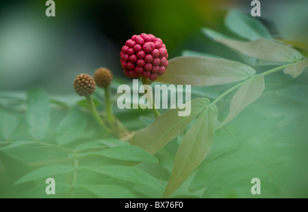 Calliandra haematocephala - Powder Puff Fleur rouge Banque D'Images