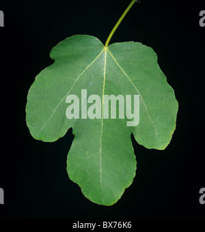 La forme symbolique d'une feuille de vigne sur l'arbre Banque D'Images