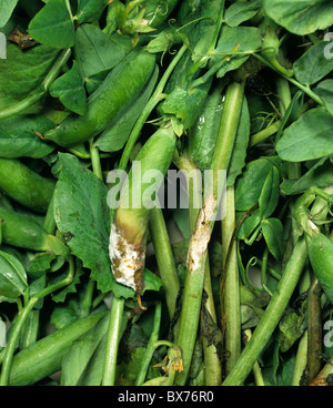 Pourriture & souches (Sclerotinia sclerotiorum) Symptômes de la maladie sur un pea pods et la tige Banque D'Images