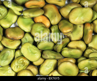 Graines de fève (Vicia faba) Banque D'Images