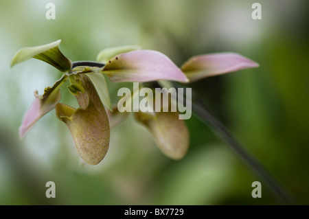 Lady's Slipper orchids - Phragmipedium x cardinale Banque D'Images