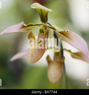 Lady's Slipper orchids - Phragmipedium x cardinale Banque D'Images