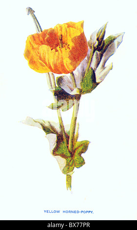 Pavot Cornu jaune (Glaucioum Flavum) de familiariser les fleurs sauvages par F. Edward Hulme, Lithographie couleur Banque D'Images