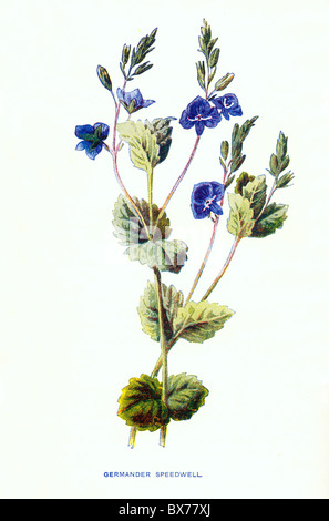 Germander Speedwell (Veronica chamaedrys) de familiariser les fleurs sauvages par F. Edward Hulme, Lithographie couleur Banque D'Images