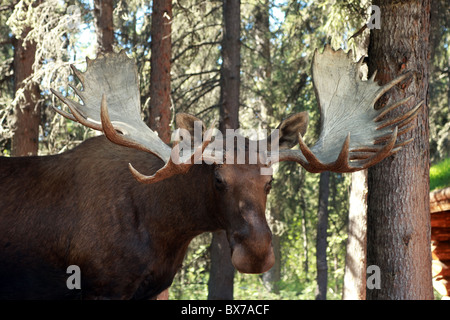 Un grand mâle, Bull Moose, de la faune, avec bois marche dans une forêt, dans un village de pêcheurs de l'Alaska, Fairbanks, Alaska, USA. Banque D'Images